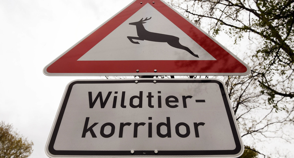 Wildwechsel-Verkehrszeichen mit einem Hinweisschild mit der Aufschrift „Wildtierkorridor“ (Foto: © dpa).