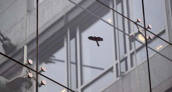 Ein Aufkleber in Form eines Raubvogels ist an einer Fensterscheibe von einem Bürogebäude zu sehen. 