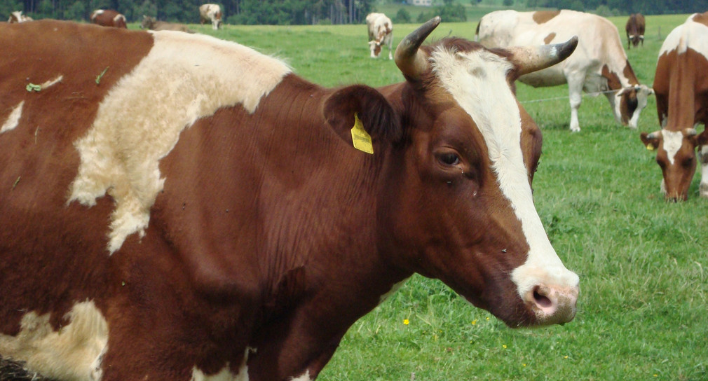 Tierschutzpreis