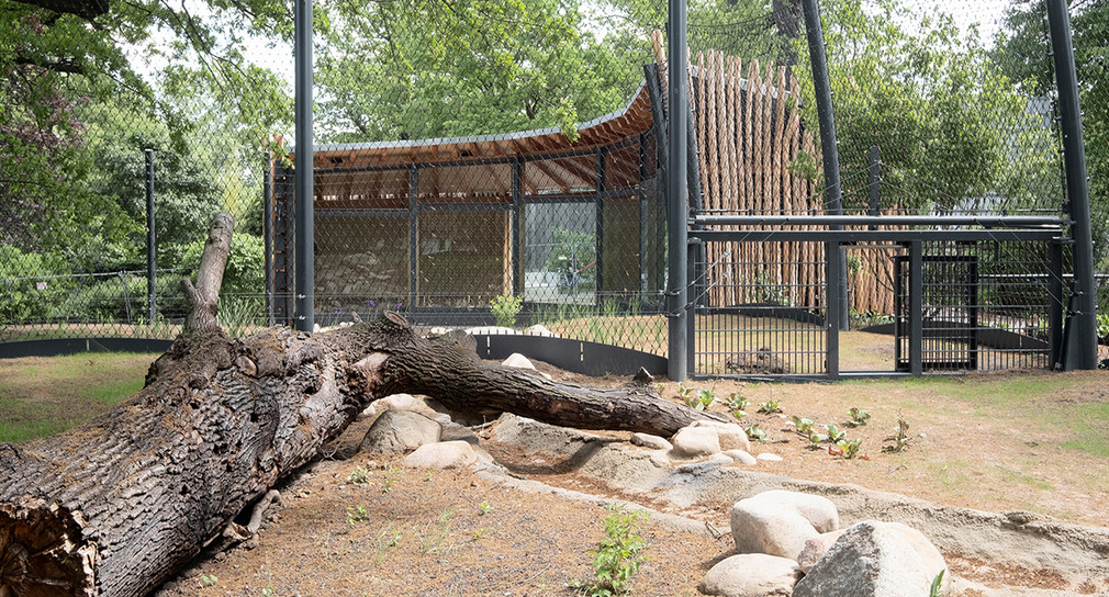 Amurtigeranlage Wilhelma