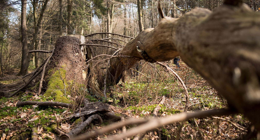 Symbolbild: Ein Biotopbaum liegt im Wald. (Bild: Marius Becker/dpa)