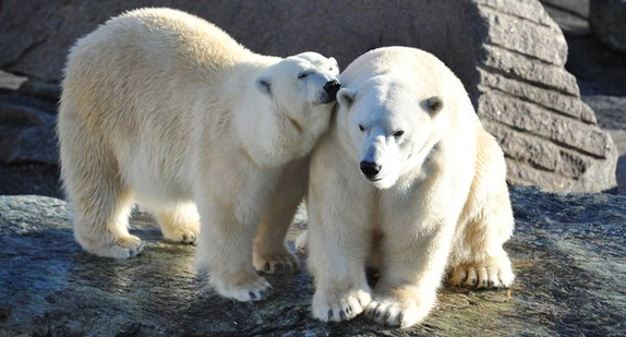Die beiden Eisbären des Zoologisch-Botanischen Garten Wilhelma in Stuttgart kuscheln in ihrem Gehege. (Foto: dpa)
