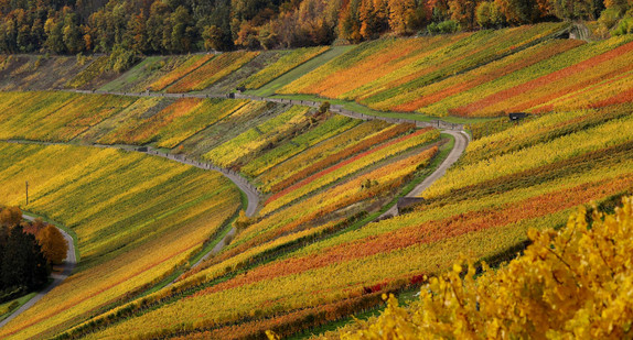 Weinberge in Württemberg
