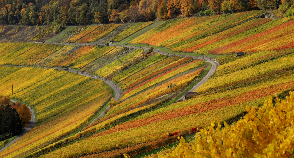 Weinberge in Württemberg