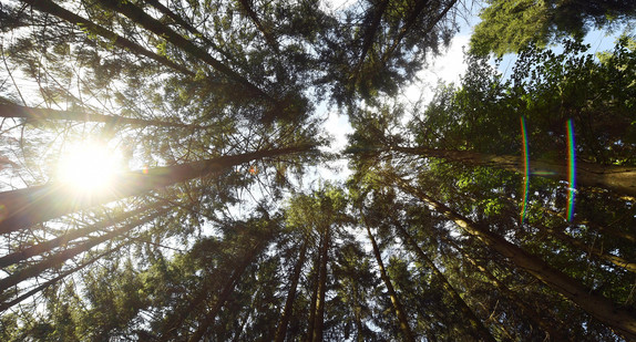 Nadelbäume ragen bei Seebach am Ruhestein in den Himmel. (Bild: picture alliance/Uli Deck/dpa)
