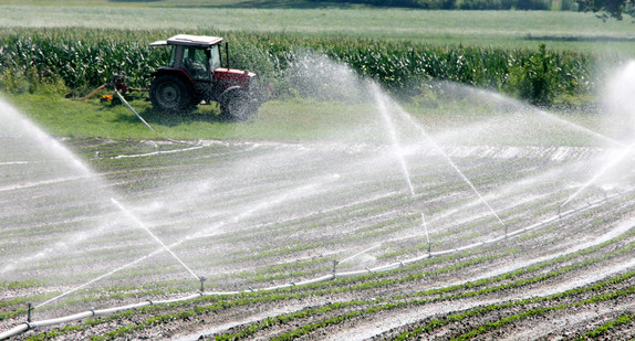 Ein Landwirt bewässert ein Feld mit jungen Pflanzen. (Foto: dpa)