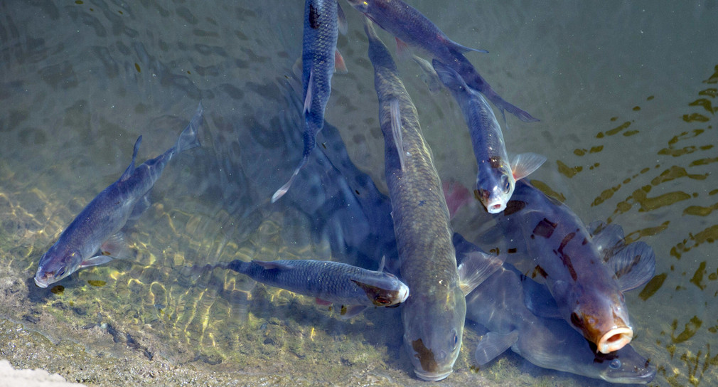 Fische schwimmen in einem Fluß (Bild: © Stefan Sauer/dpa-Zentralbild/dpa)