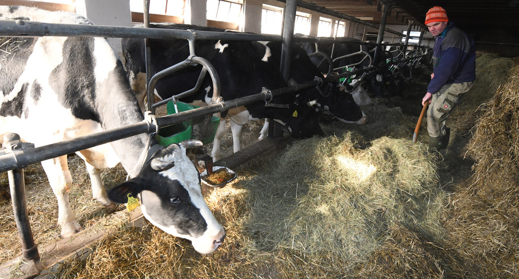 Kirchzarten: Kühe stehen angeleint in einem Stall. (Foto: © dpa)