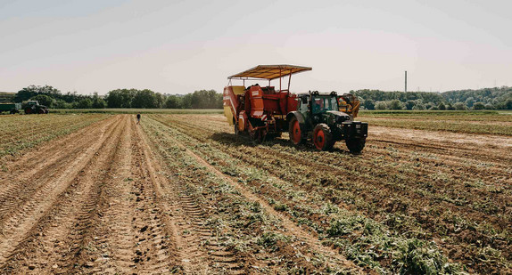 Ein Traktor mit Anhänger steht zur Kartoffelernte auf einem Feld.