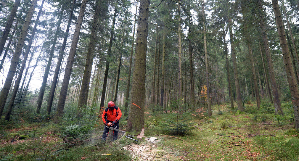 Ein Forstwirt des Landratsamtes Breisgau-Hochschwarzwald fällt bei St. Märgen eine Fichte. (Bild: Patrick Seeger / dpa)