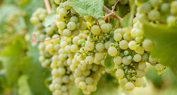 Rieslingtrauben hängen am Stock in einem Weinberg