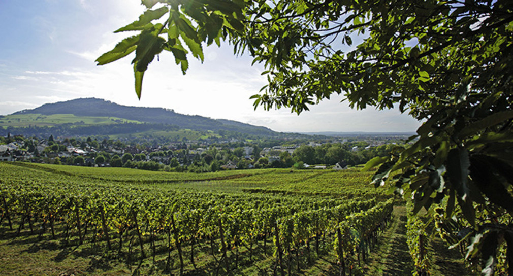 Weinbau in Baden