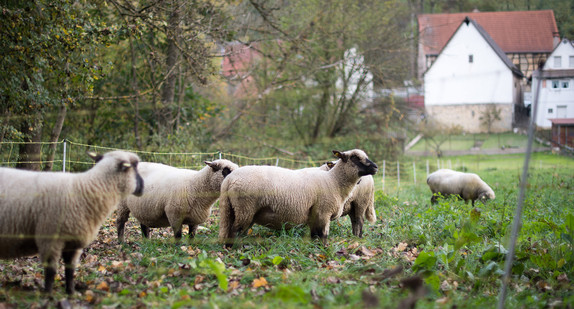 Schafe stehen in Unterkessbach (Baden-Württemberg) auf einer Wiese. (Foto: © dpa)