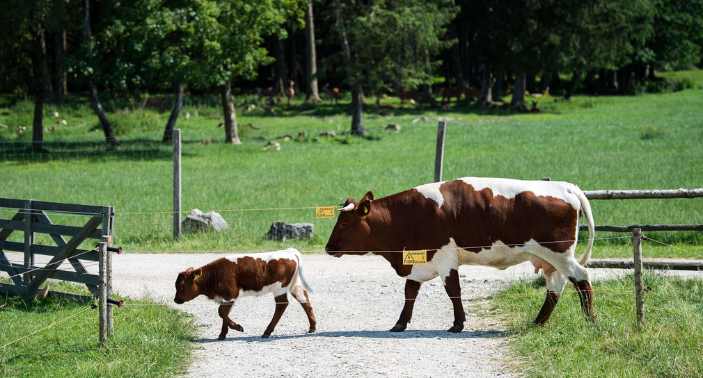 Eine Kuh und ein Kalb laufen über einen Feldweg