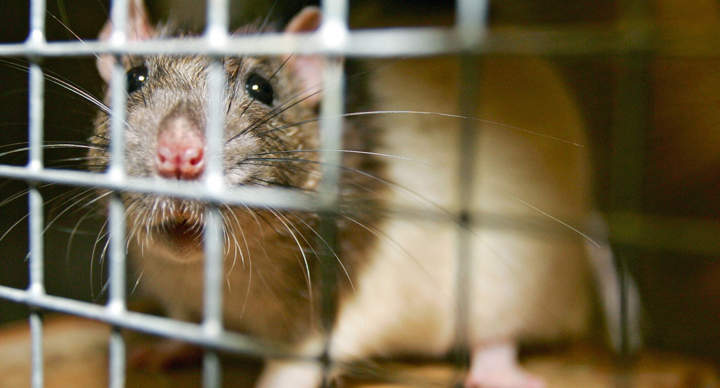 Eine Ratte schaut aus einem Käfig (Bild: © dpa)