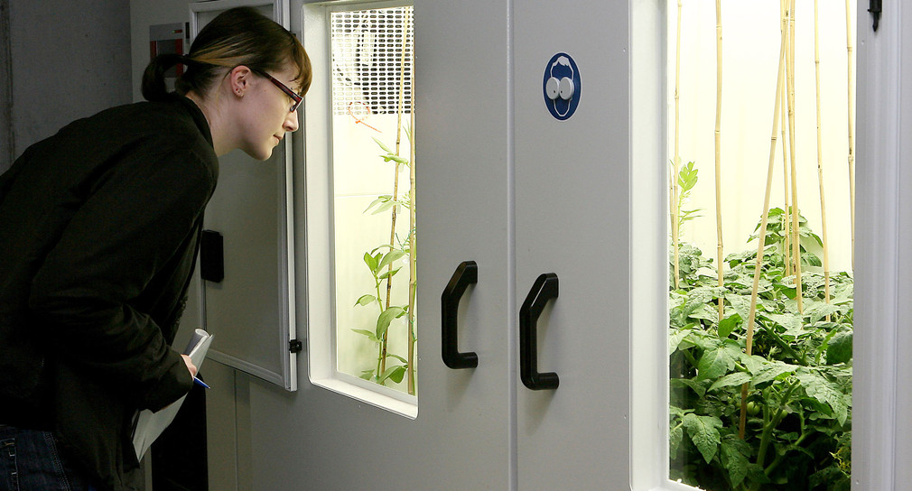 Eine junge Frau forscht im Life Science Center der Universität Hohenheim an Pflanzen in Klimakammern (Symbolbild: © dpa).