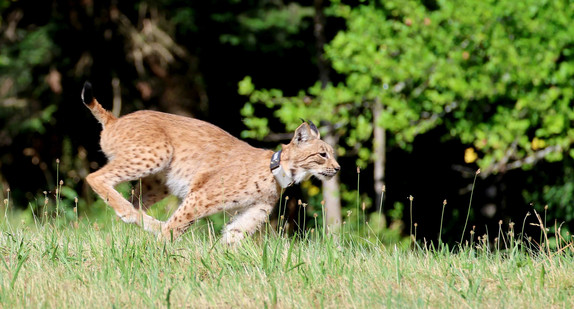 Luchs Luna