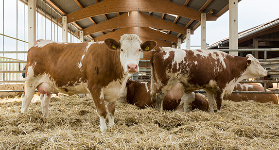 Kühe in einem Biobetrieb © Jan Potente