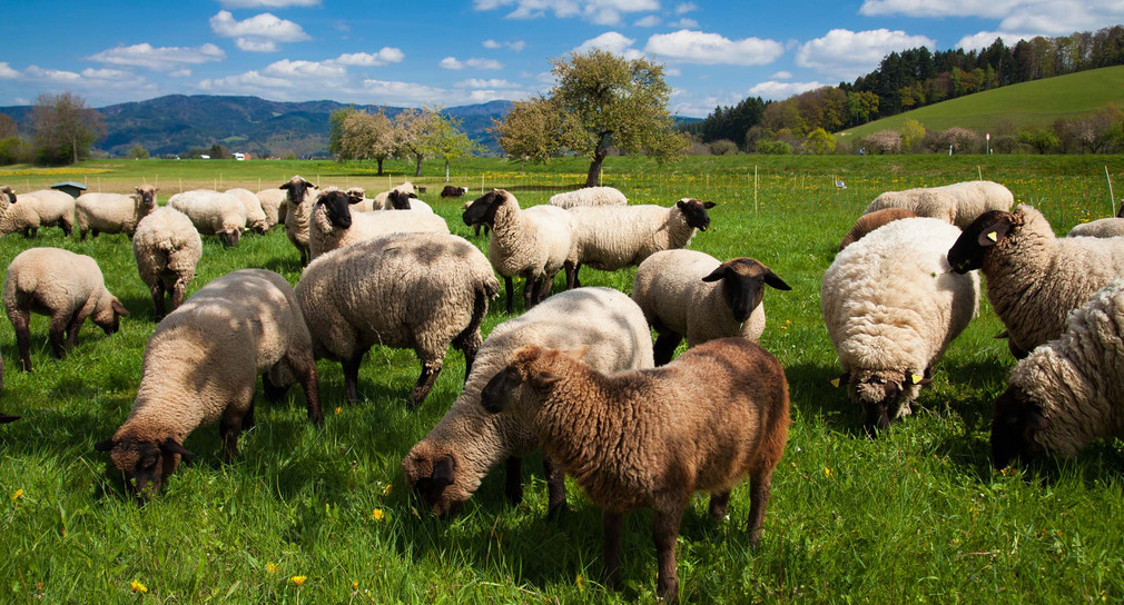 Eine Herde Schafe im Biosphärengebiet Schwarzwald