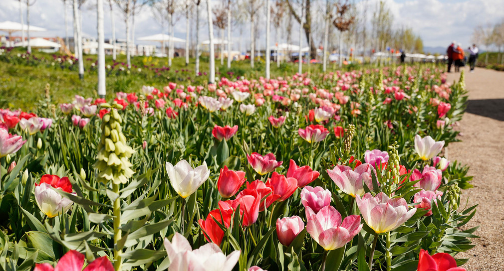 Besucher stehen auf der Bundesgartenschau in Mannheim an einem Blumenbeet. 