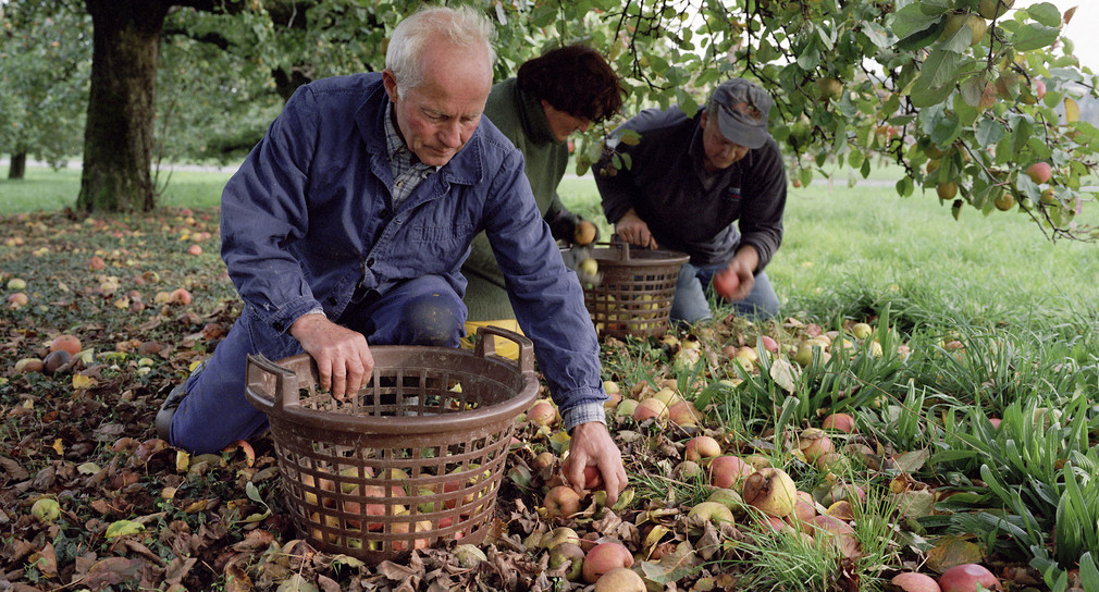 Ein Landwirt bei der Mostäpfellese mit Erntehelfern auf seiner Streuobstwiese. (Foto: © dpa)