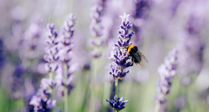 Eine Biene sitzt auf einer Lavendelblüte.