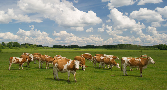 Kühe stehen auf einer Weide.