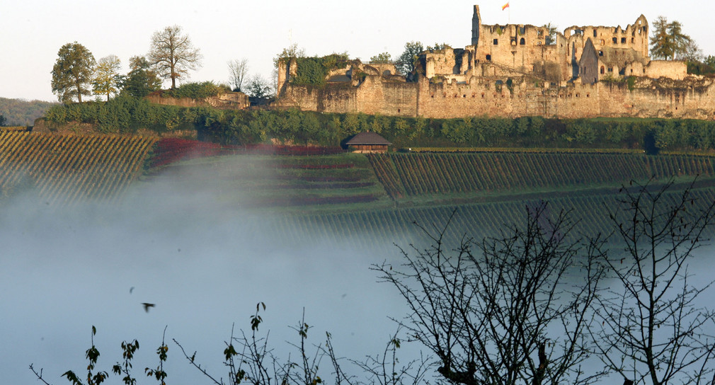 Nebel überzieht ein Tal der Schwarzwaldvorbergzone bei Sexau (Kreis Emmendingen). Die Ruine der mittelalterlichen Hochburg bei Emmendingen (Hintergrund) ragt mit den kahlen Ästen eines Kirschbaumes aus dem Nebel (Quelle: dpa).