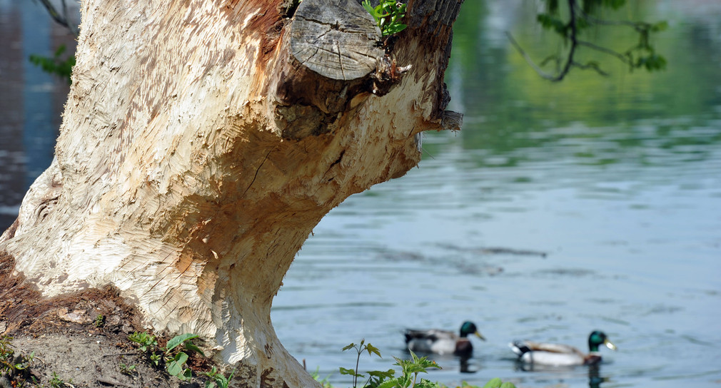 Zwei Enten schwimmen in der Friedrichsau in Ulm an einem Baum vorbei. (Foto: © dpa)