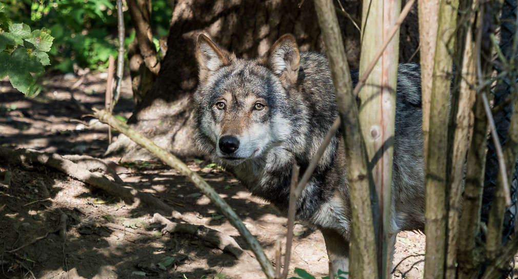 Europäischer Wolf - Canis lupus lupus