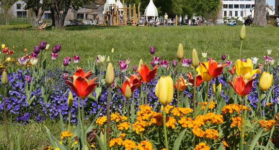 Blick auf die Landesgartenschau Wangen mit einem bunten Blumenfeld im Vordergrund