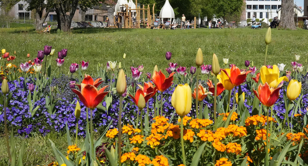 Blick auf die Landesgartenschau Wangen mit einem bunten Blumenfeld im Vordergrund