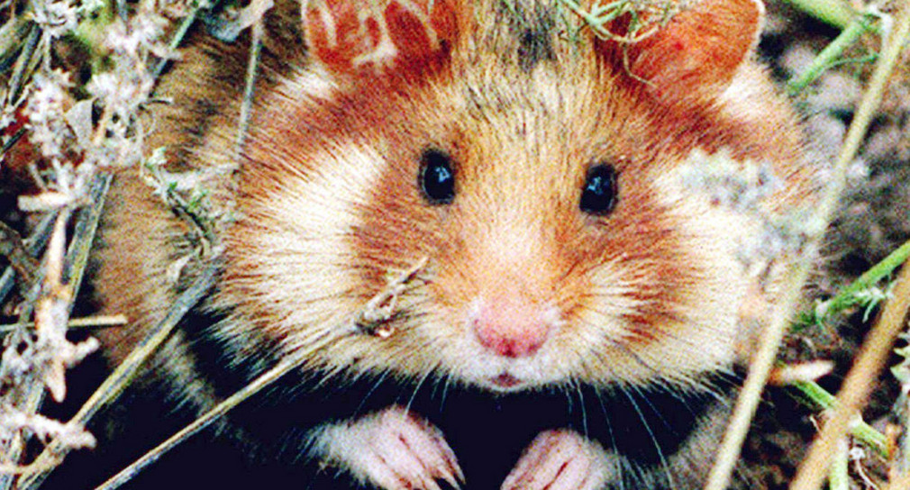 Ein Feldhamster kauert am Feldrand (Bild: dpa)