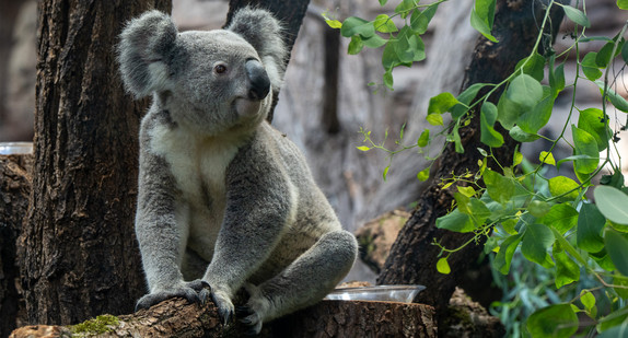 Wilhelma Eröffnung Terra Australis, Koala