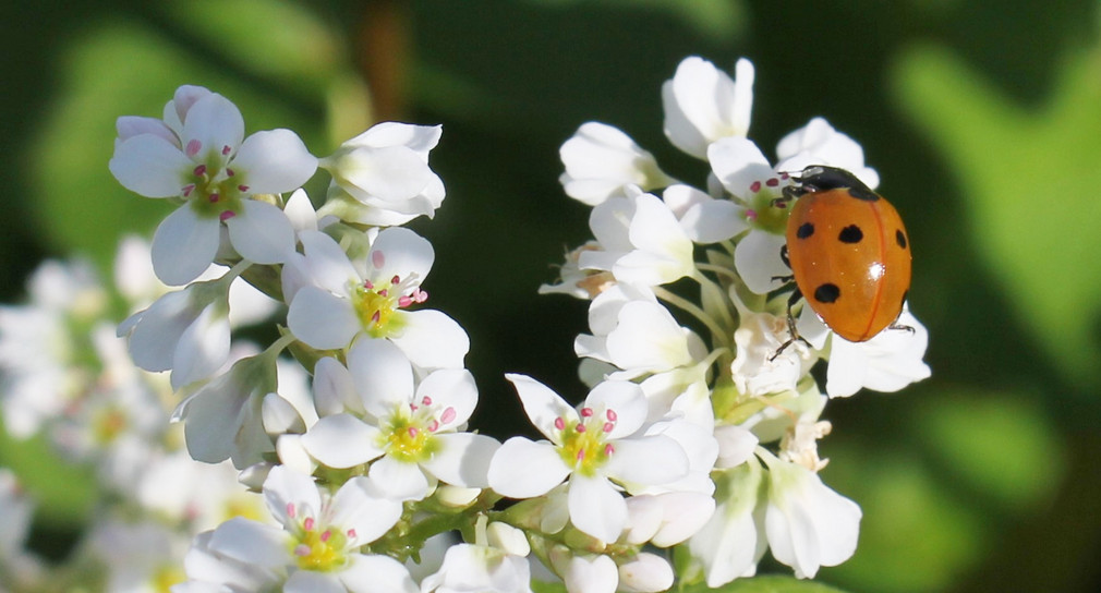 Ein Marienkäfer sitzt auf einer Buchweizenblüte