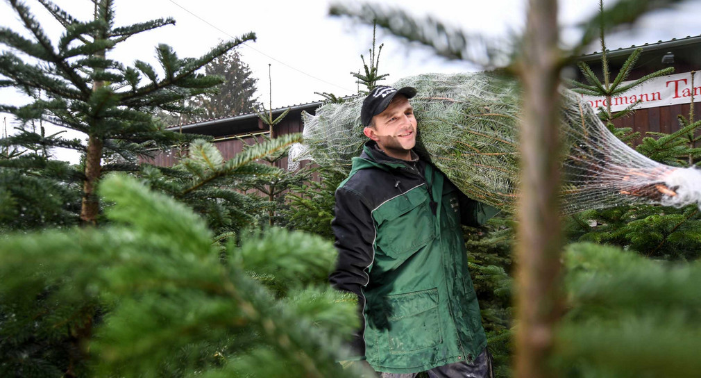 Ein Weihnachtsbaumzüchter läuft mit einer Nordmann-Tanne auf der Schulter über seinen Hof, auf dem zahlreiche Christbäume zum Verkauf stehen.