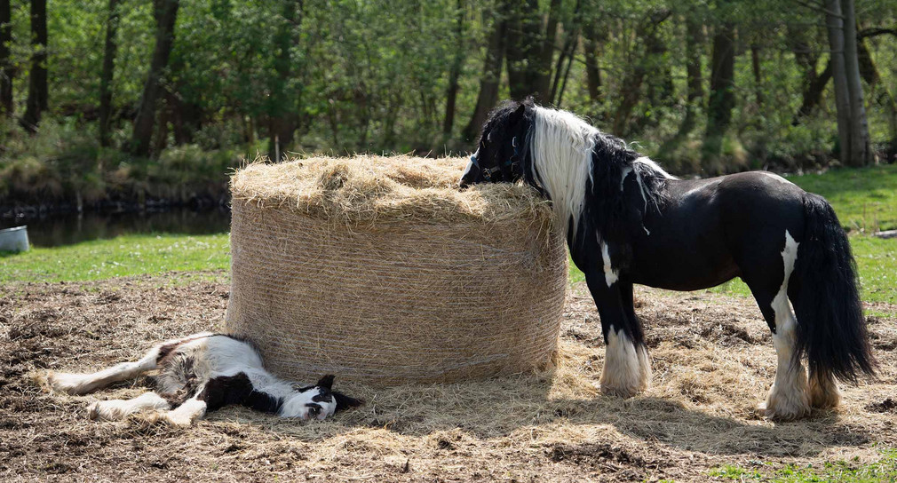 Ein Pony liegt und genießt die Sonne neben einem Heuschober, aus dem ein zweites Pony frisst.