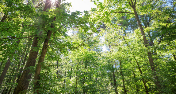 mehrstufiger Mischwald 