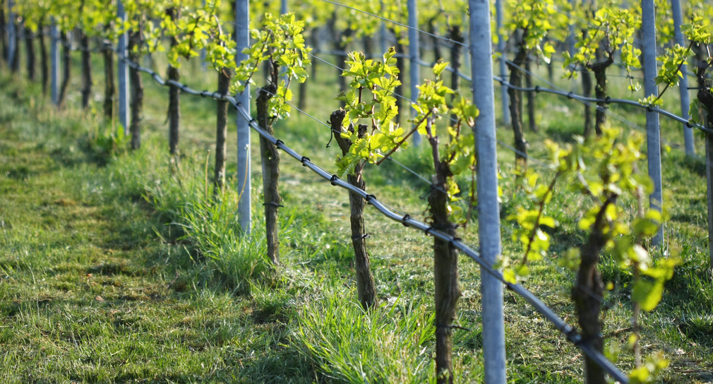 Junganlage im Weinberg