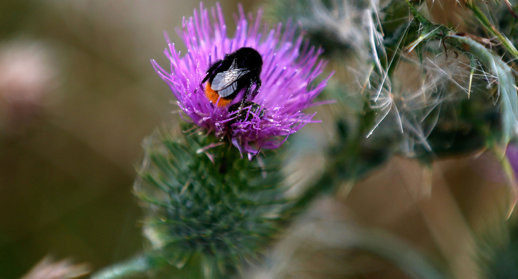 Eine Hummel sitzt auf einer Distel-Blüte (Foto: © dpa)