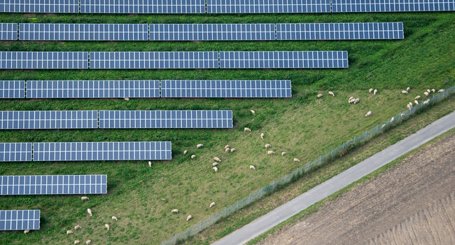 Symbolbild: Schafe grasen neben einem großen Feld mit Solaranlagen. (Bild: Julian Stratenschulte / dpa)']
