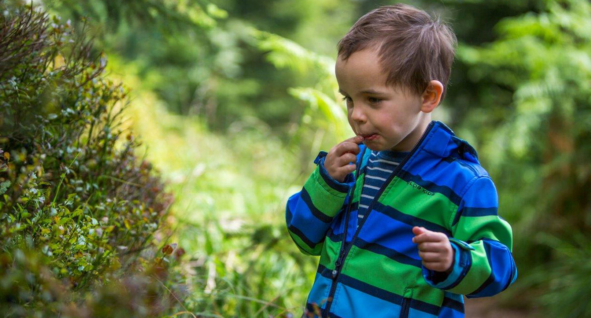 Ein kleiner Junge isst Heidelbeeren im Nationalpark Schwarzwald (Bild: © qu-int.gmbh/Nationalpark Schwarzwald)