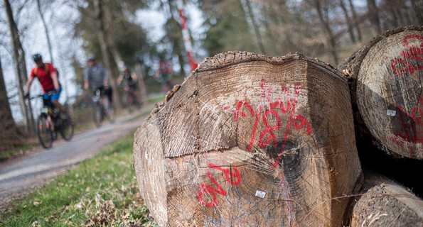 Markierte Holzstämme liegen in einem Wald bei Stuttgart. (Foto: © dpa)