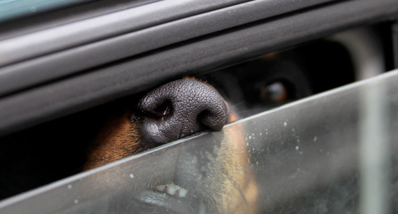 Ein im Auto eingesperrter Hund. (Foto: © dpa)