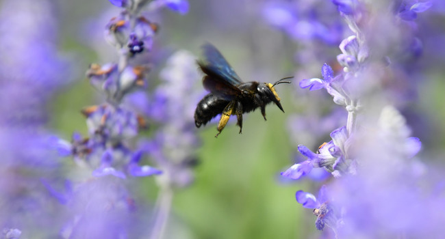 Eine Wildbiene sucht an Blüten des Mehlsalbeis nach Nektar. (Bild: © Uwe Anspach/dpa)']