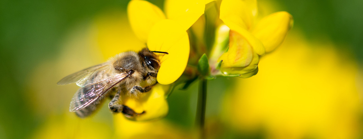Eine Biene zieht Nektar aus einer gelben Wiesenblume.