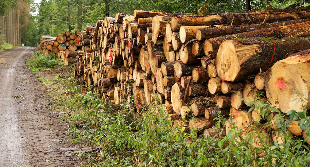 Neben einem Waldweg sind große Mengen geschlagenes Holz aufgestapelt.