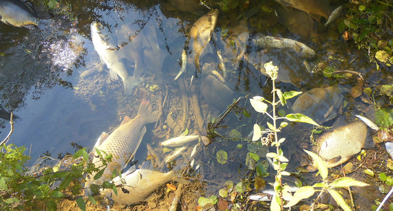 Tote Fische liegen am 23.08.2015 in der Jagst bei Kirchberg an der Jagst.