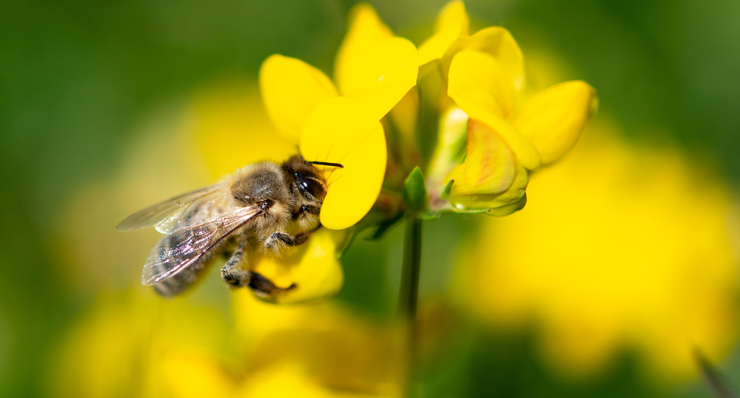 Eine Biene zieht Nektar aus einer gelben Wiesenblume.']