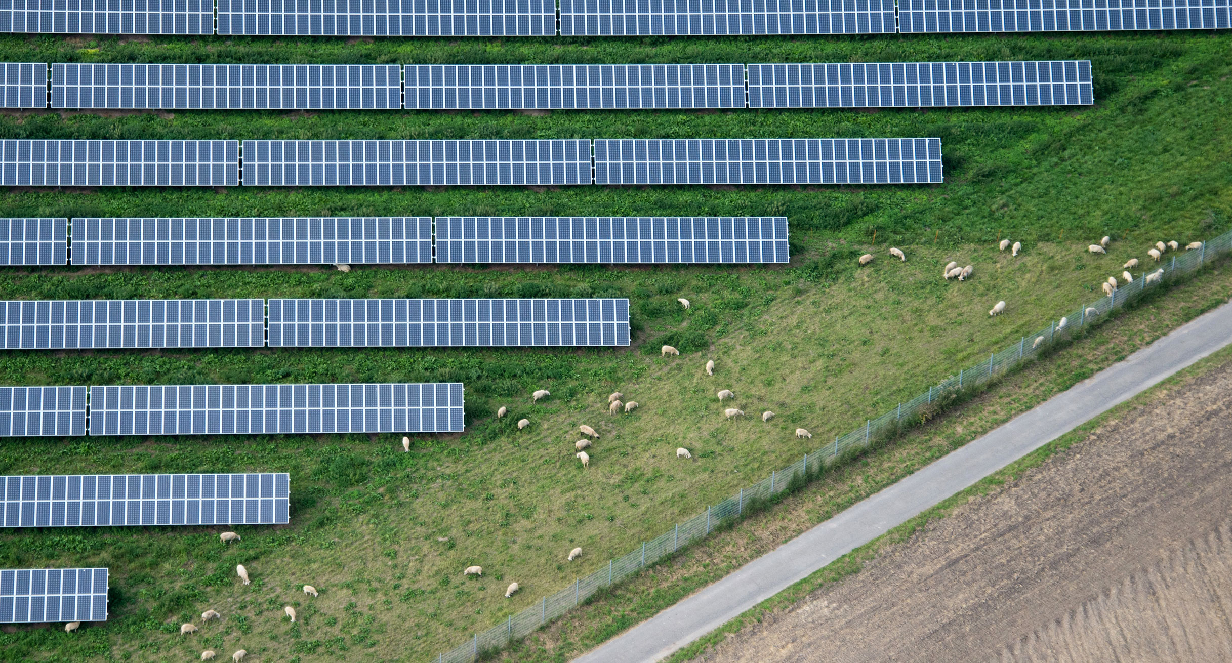 Symbolbild: Schafe grasen neben einem großen Feld mit Solaranlagen. (Bild: Julian Stratenschulte / dpa)']